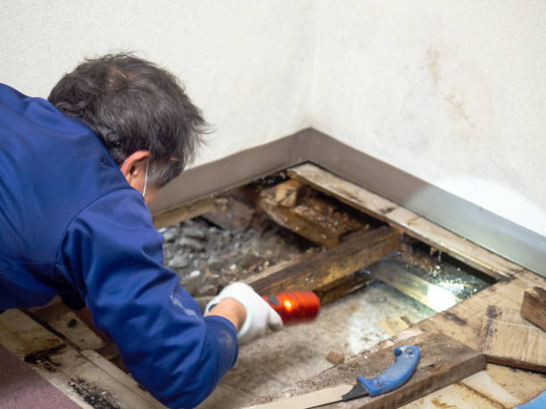 Best Attic Mold Removal  in Keyport, NJ