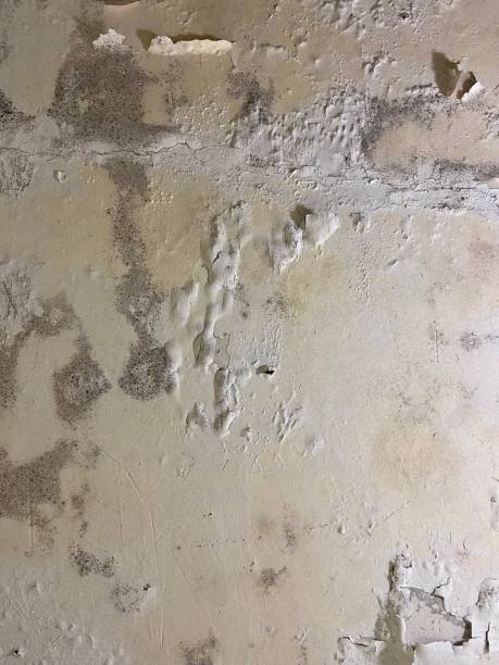 Best Mold Remediation  in Keyport, NJ