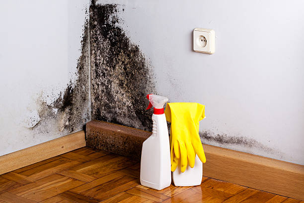 Best Residential Mold Removal  in Keyport, NJ