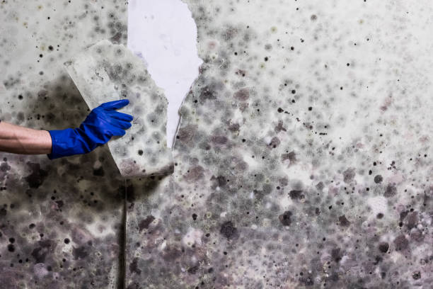 Best Black Mold Removal  in Keyport, NJ